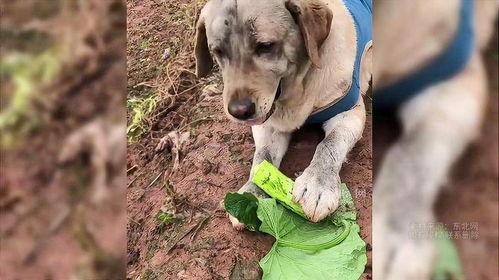 可以喂狗吃瓜吗,西瓜、哈密瓜等瓜类水果的适宜性分析  第2张